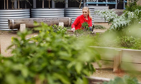 sustainability_docklands-community-garden.jpg
